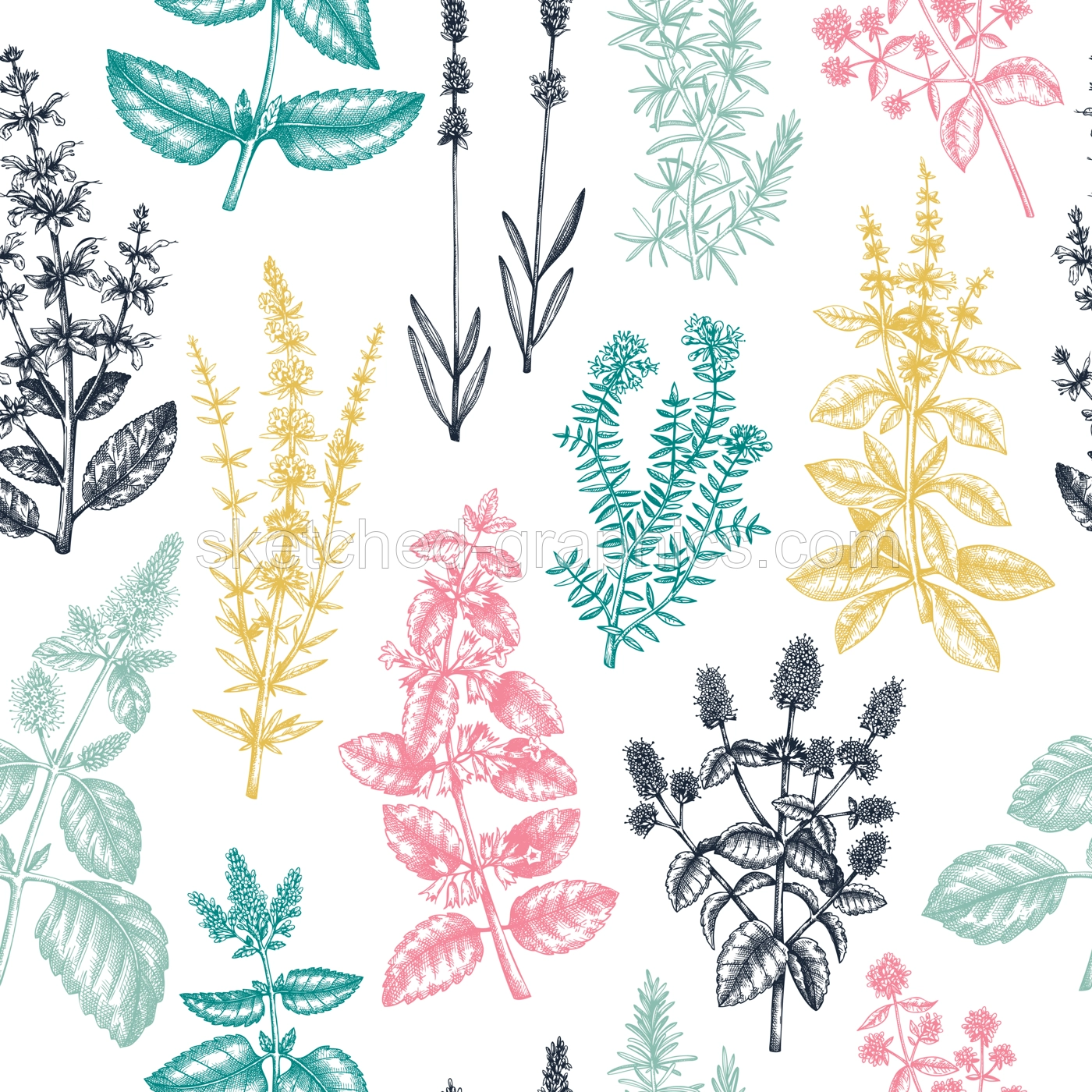 Mints and balms seamless pattern. And sketched aromatic and medicinal herb background. Herbal tea ingredients. Mint plants in vintage style. Summer wild flower backdrop. Illustration